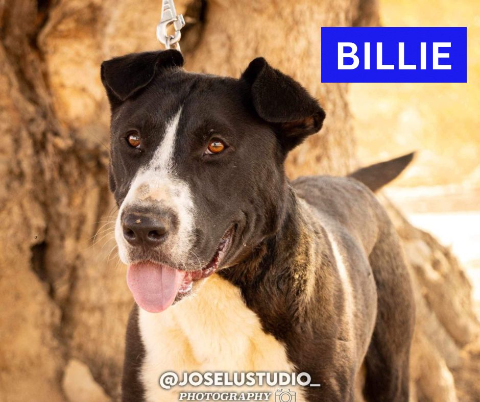 BILLIE