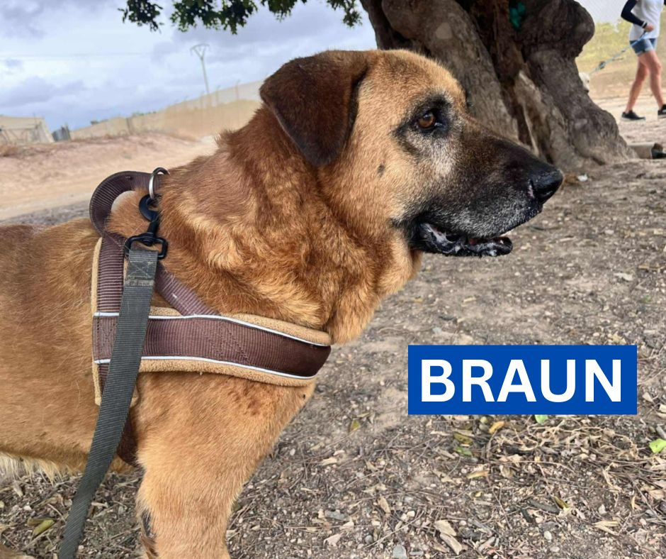 BRAUN (1) NEW PROFILE