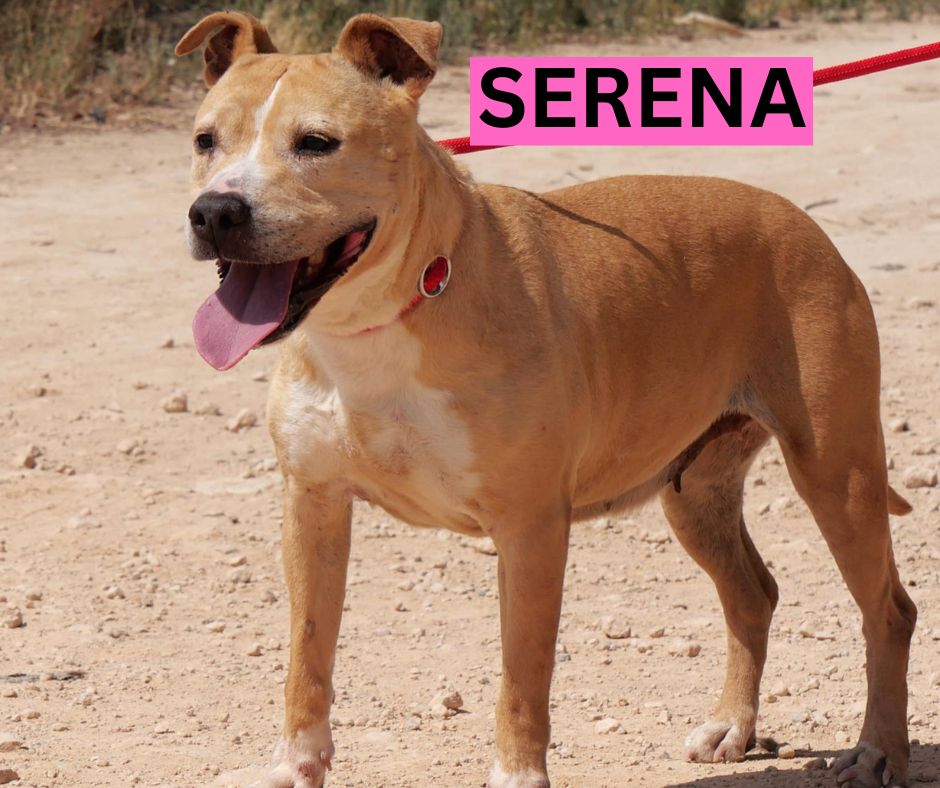 SERENA NEW PROFILE