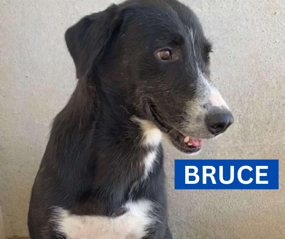 BRUCE (1) NEW PROFILE 3