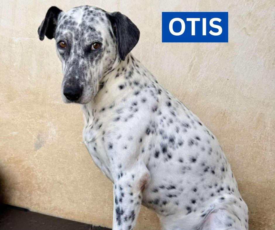 OTIS (1) NEW PROFILE 2
