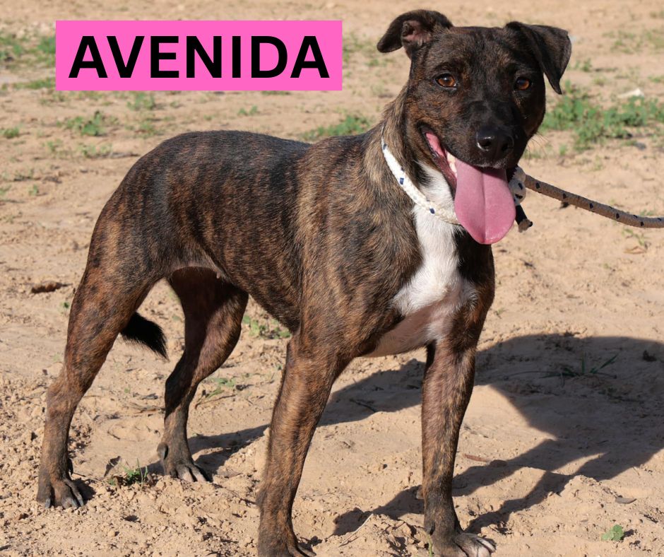 AVENIDA (1) NEW PROFILE
