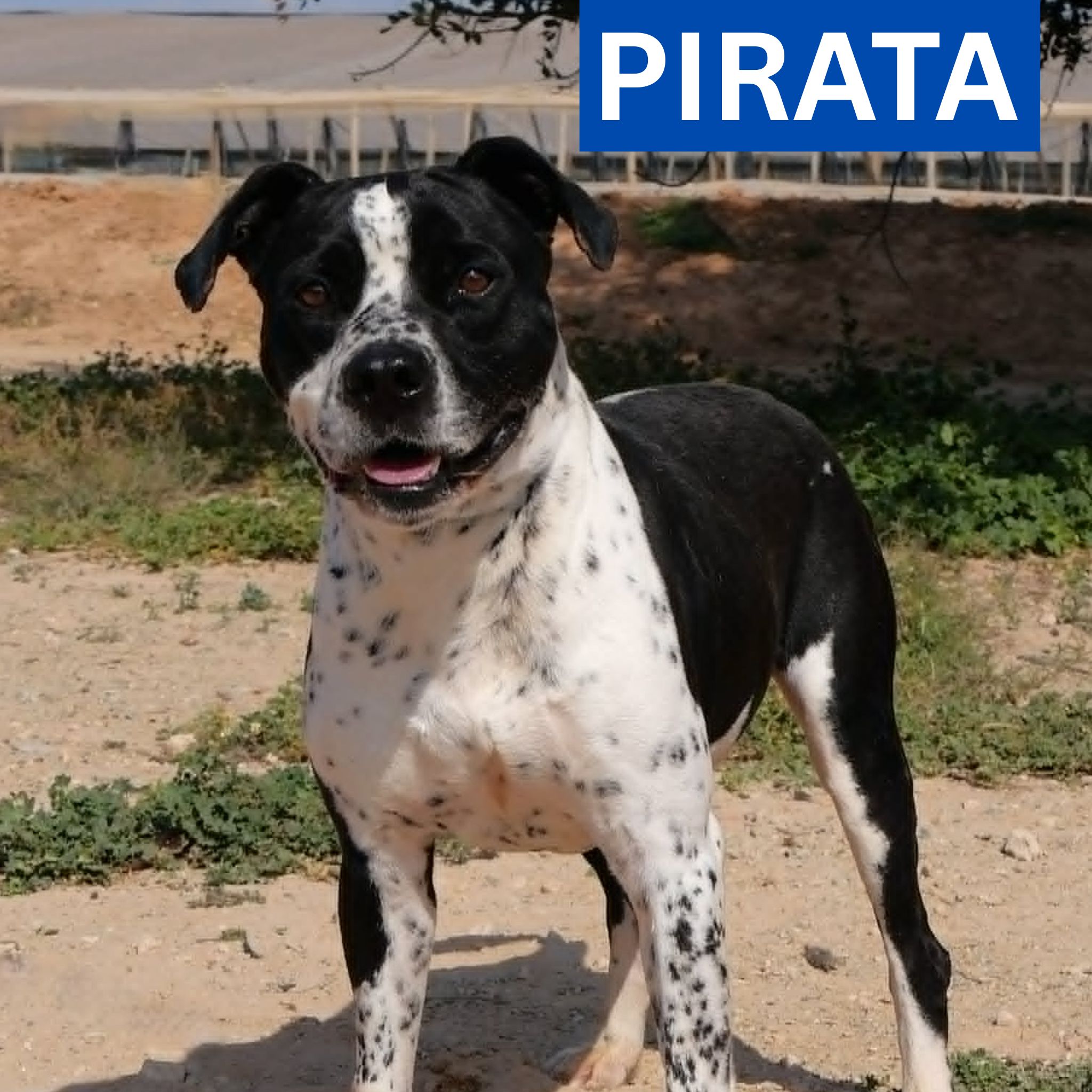 PIRATA (1)N EW PROFILE