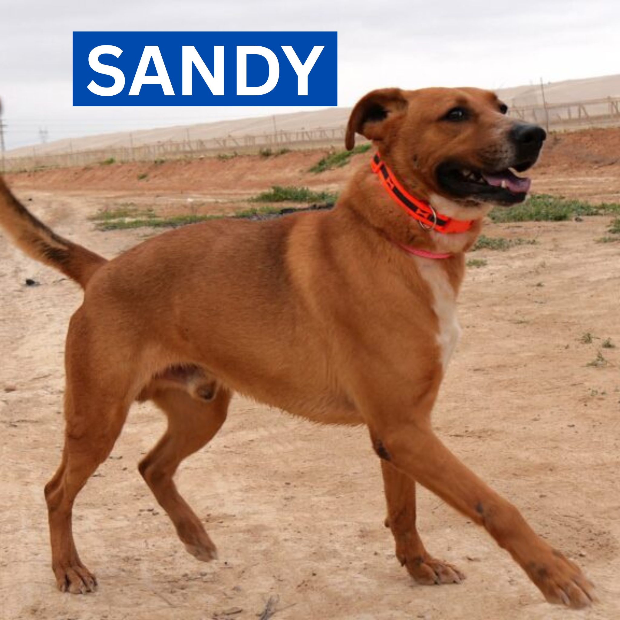 SANDY (2) NEW PROFILE