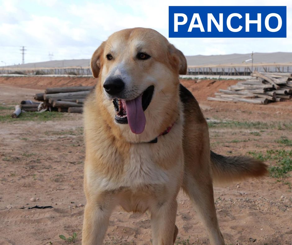 PANCHO (1) PROFILE