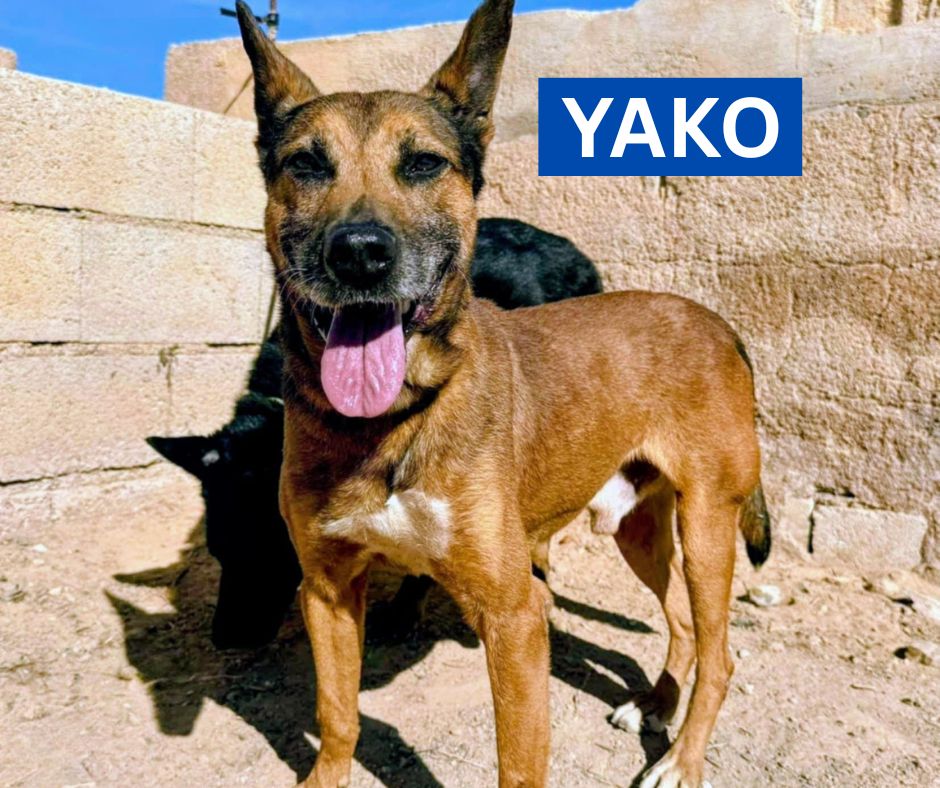 YAKO (1) NEW PROFILE