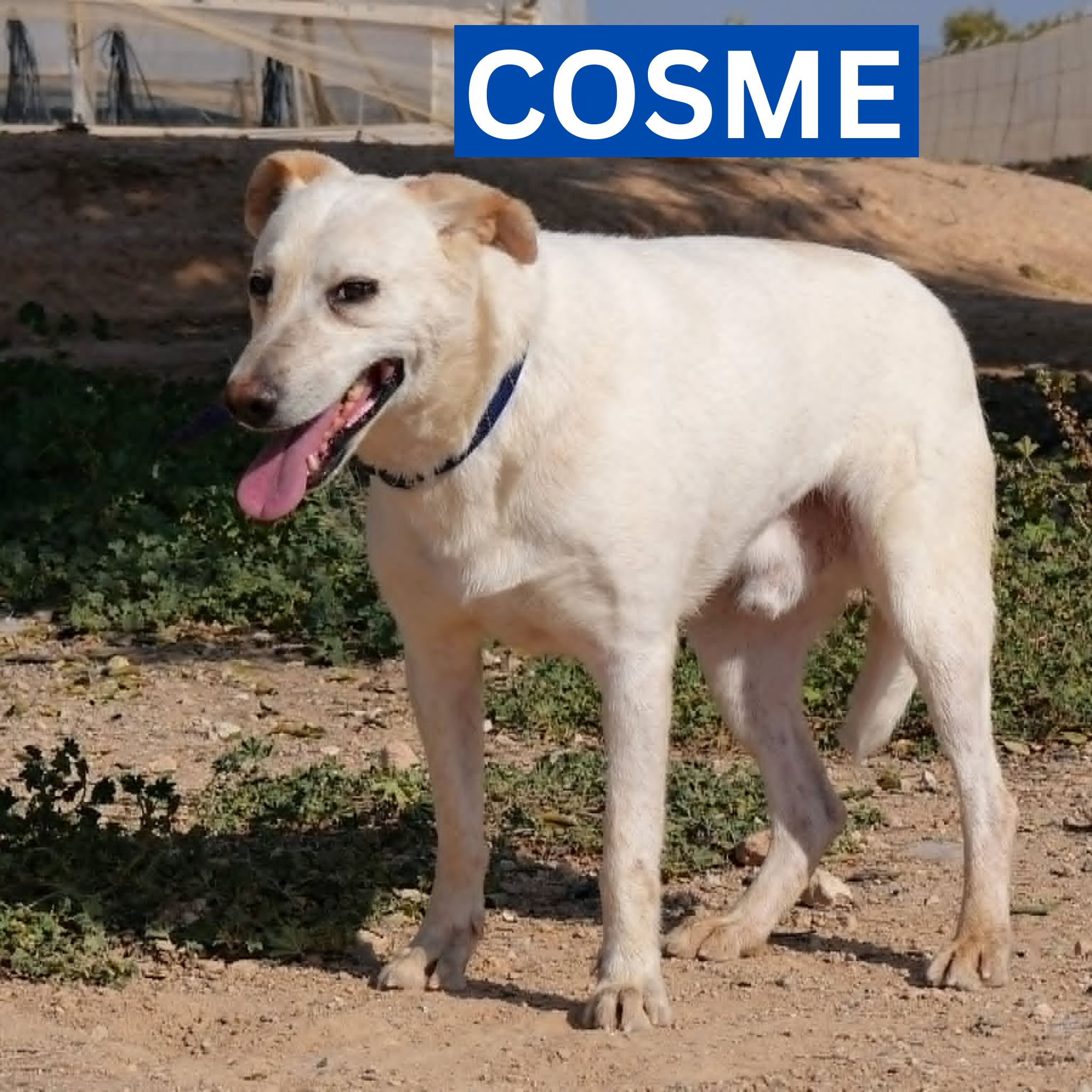 COSME (1) NEW PROFILE