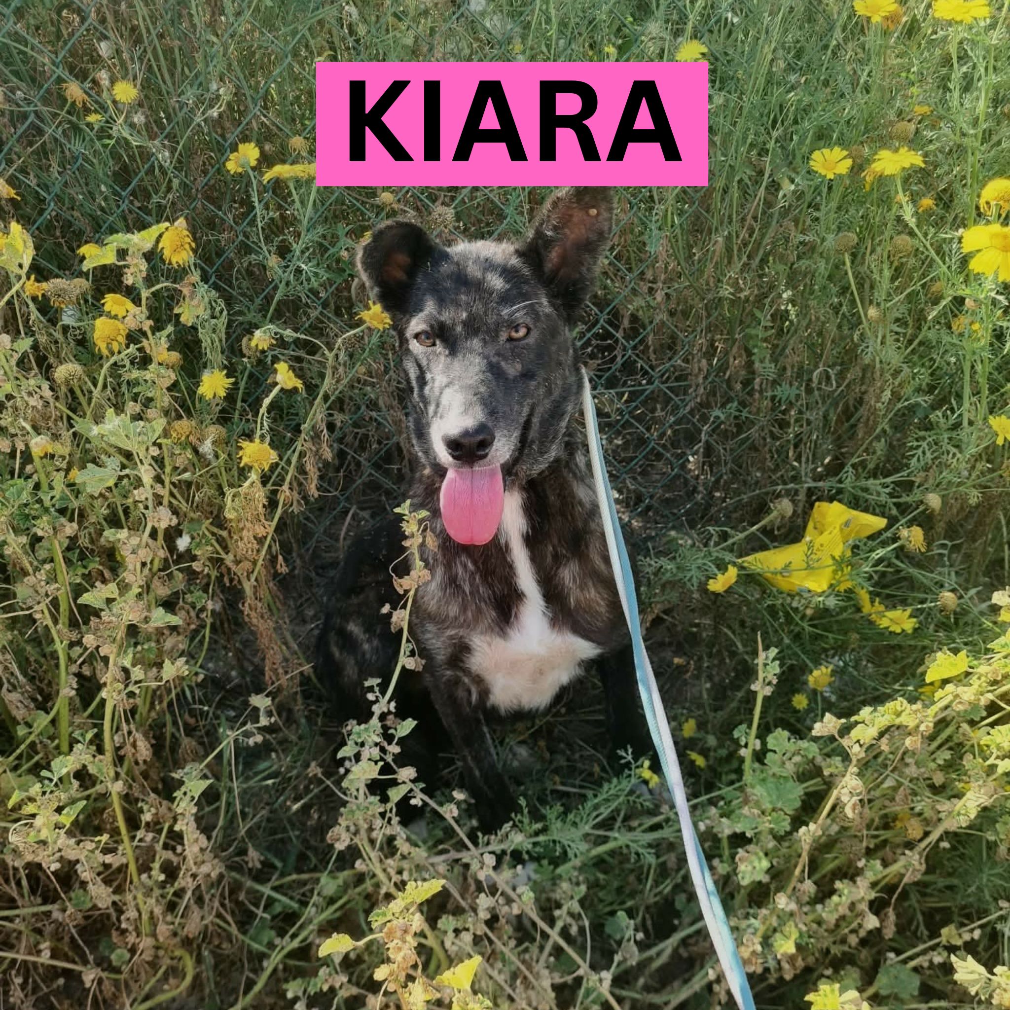KIARA (1) PROFILE