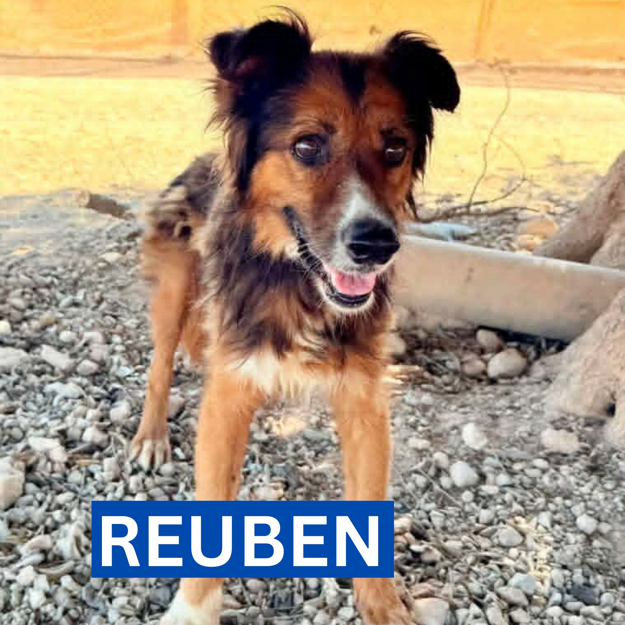 REUBEN PROFILE (2)