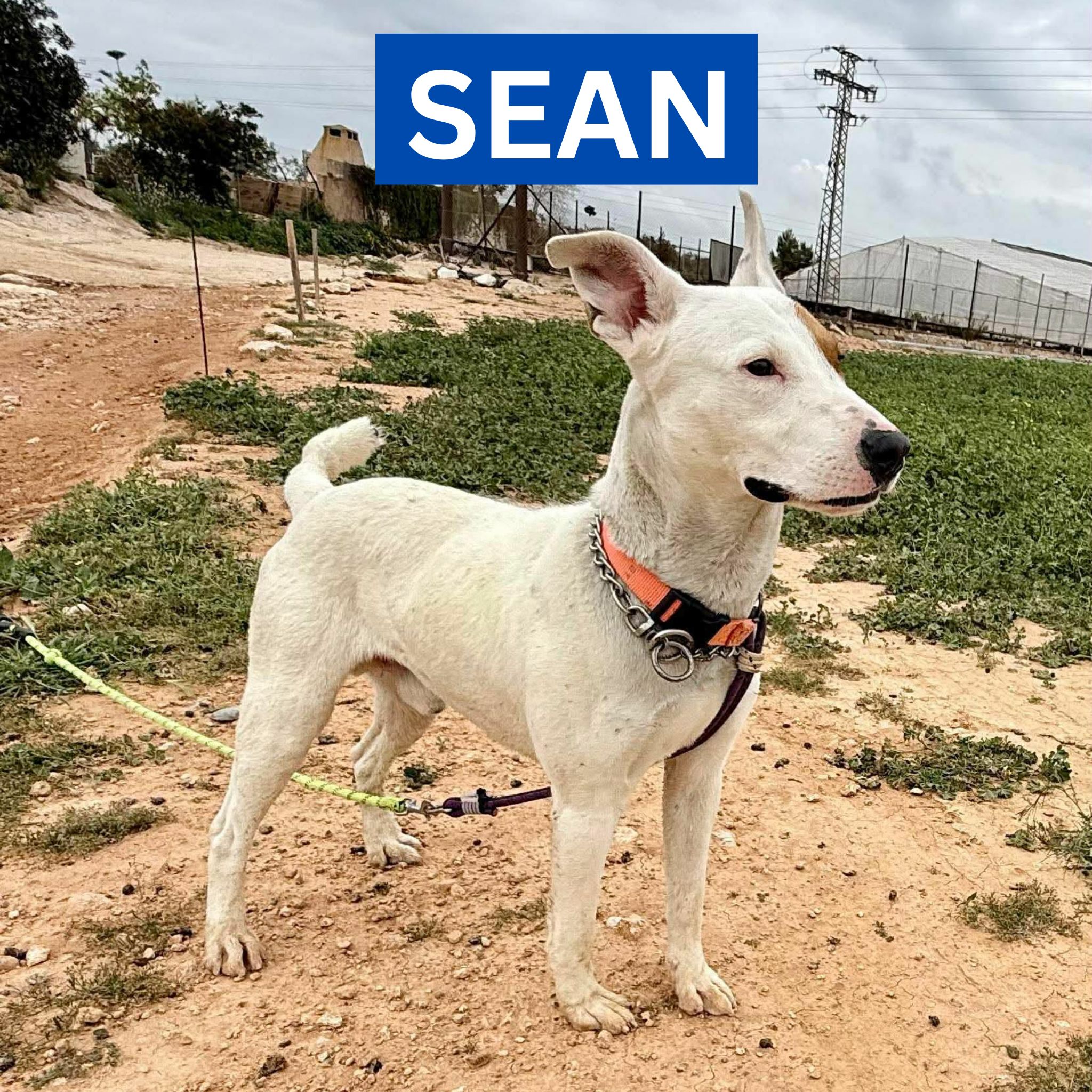 SEAN (1) NEW PROFILE