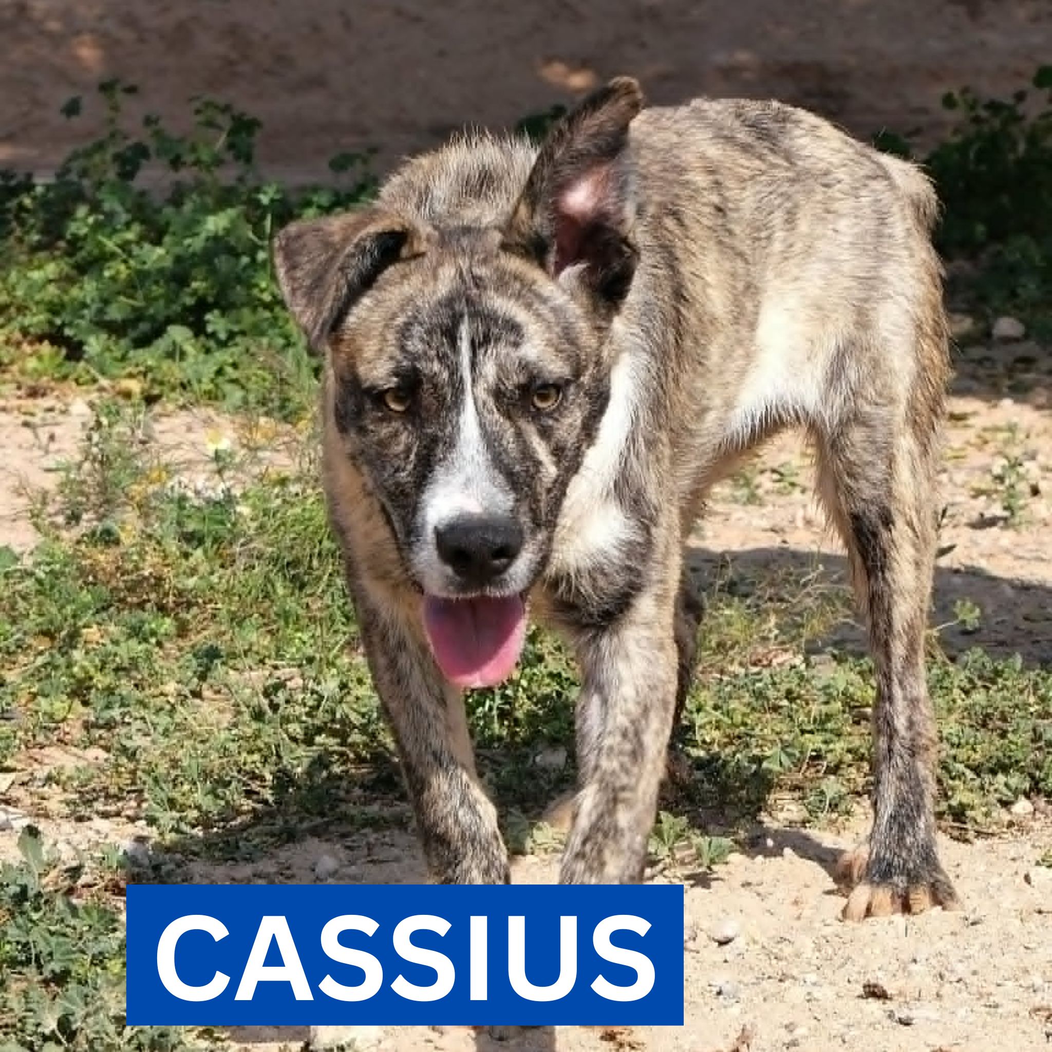 CASSIUS (1) NEW PROFILE