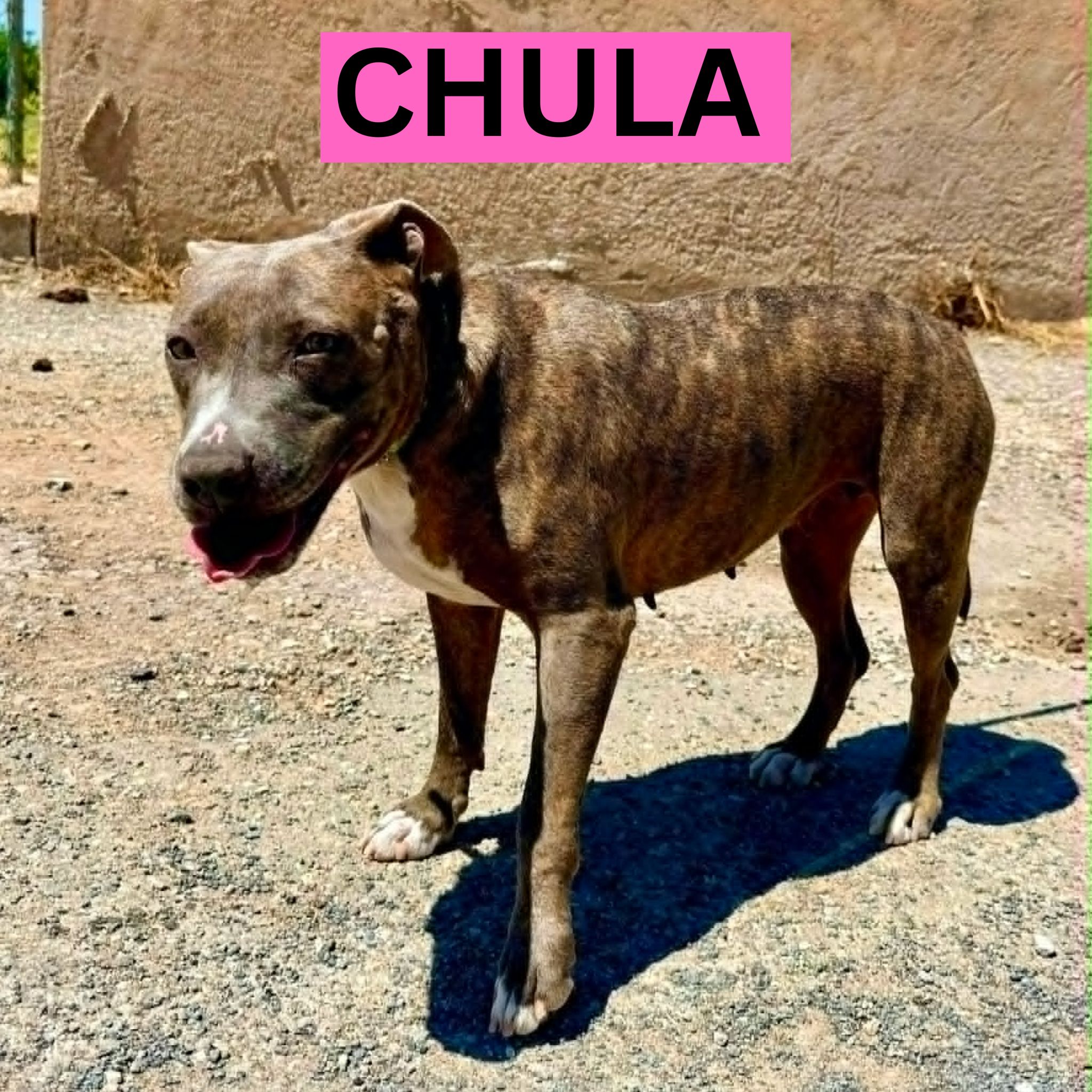 Lips Rescue | Dog Shelter Murcia - Los Infiernos Protectora Supporters