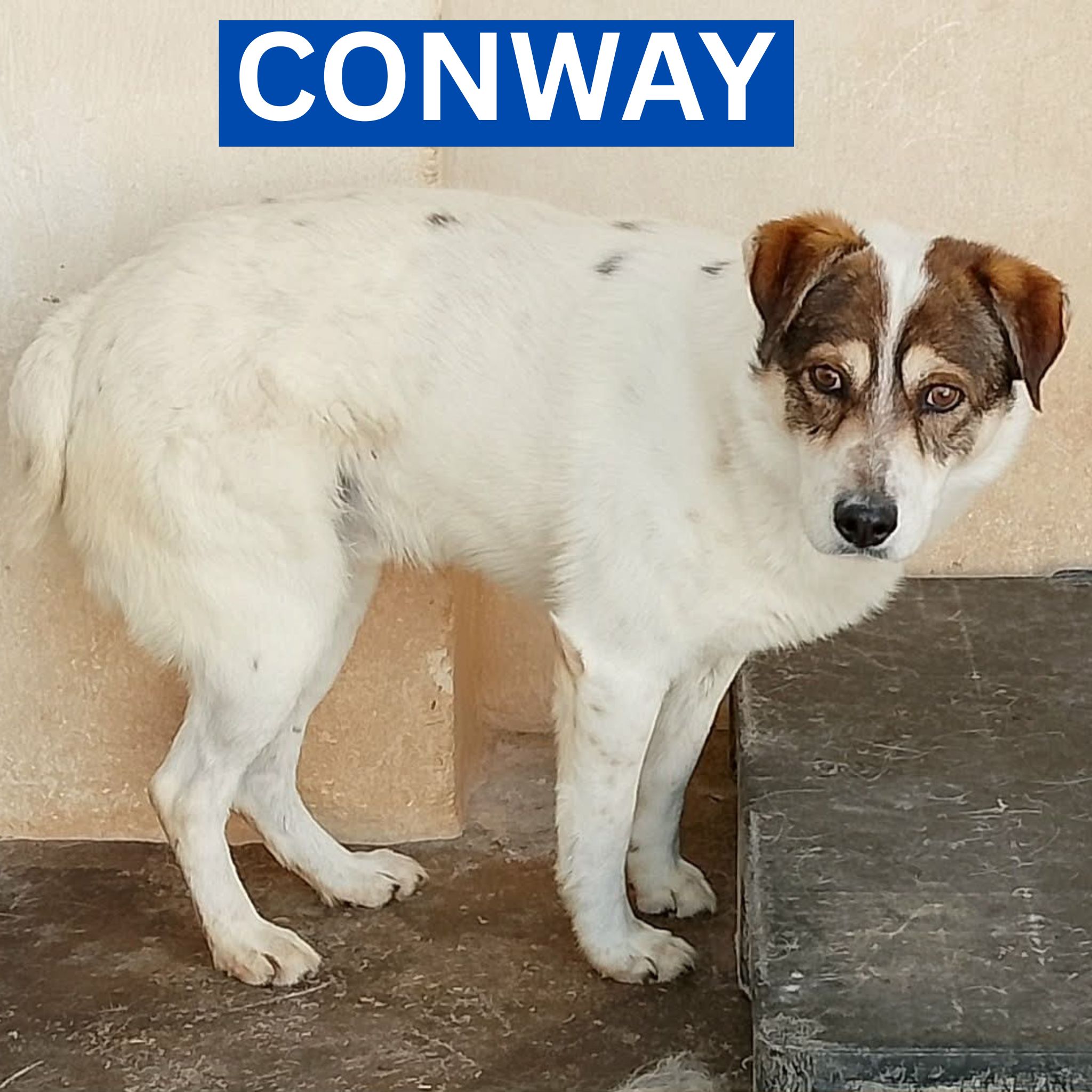 CONWAY (1) PROFILE