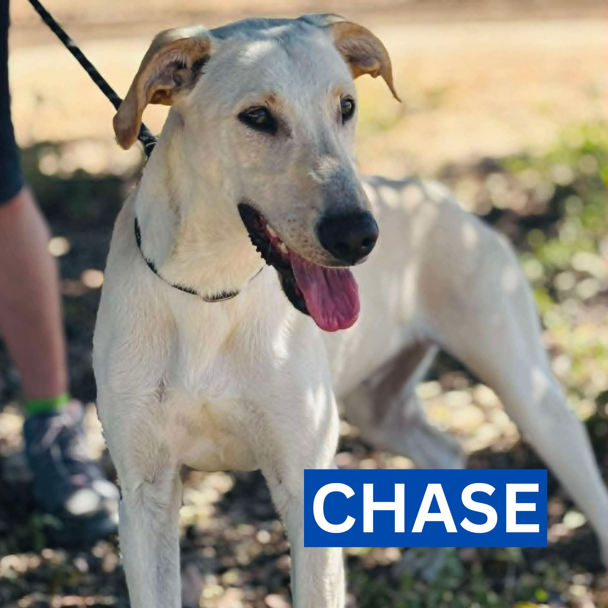 CHASE (1) NEW PROFILE