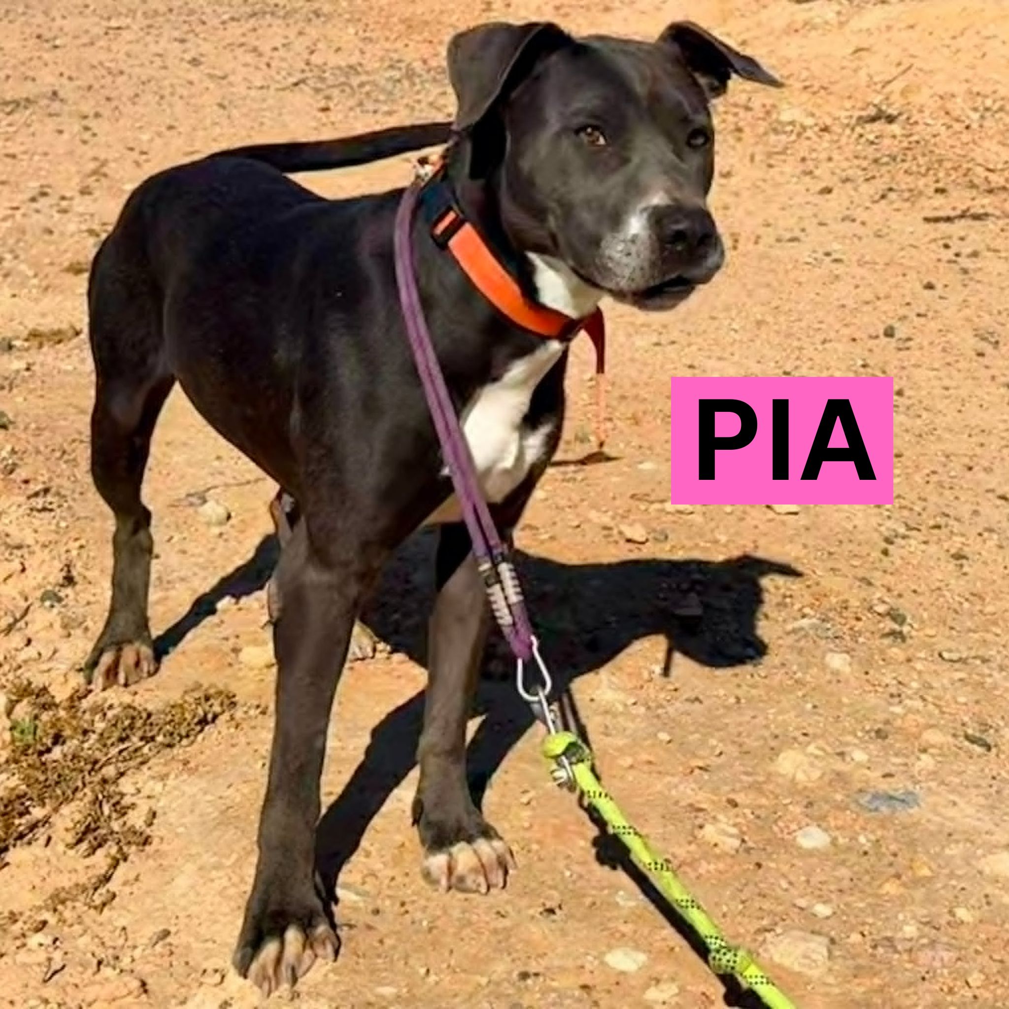 PIA (1) NEW PROFILE