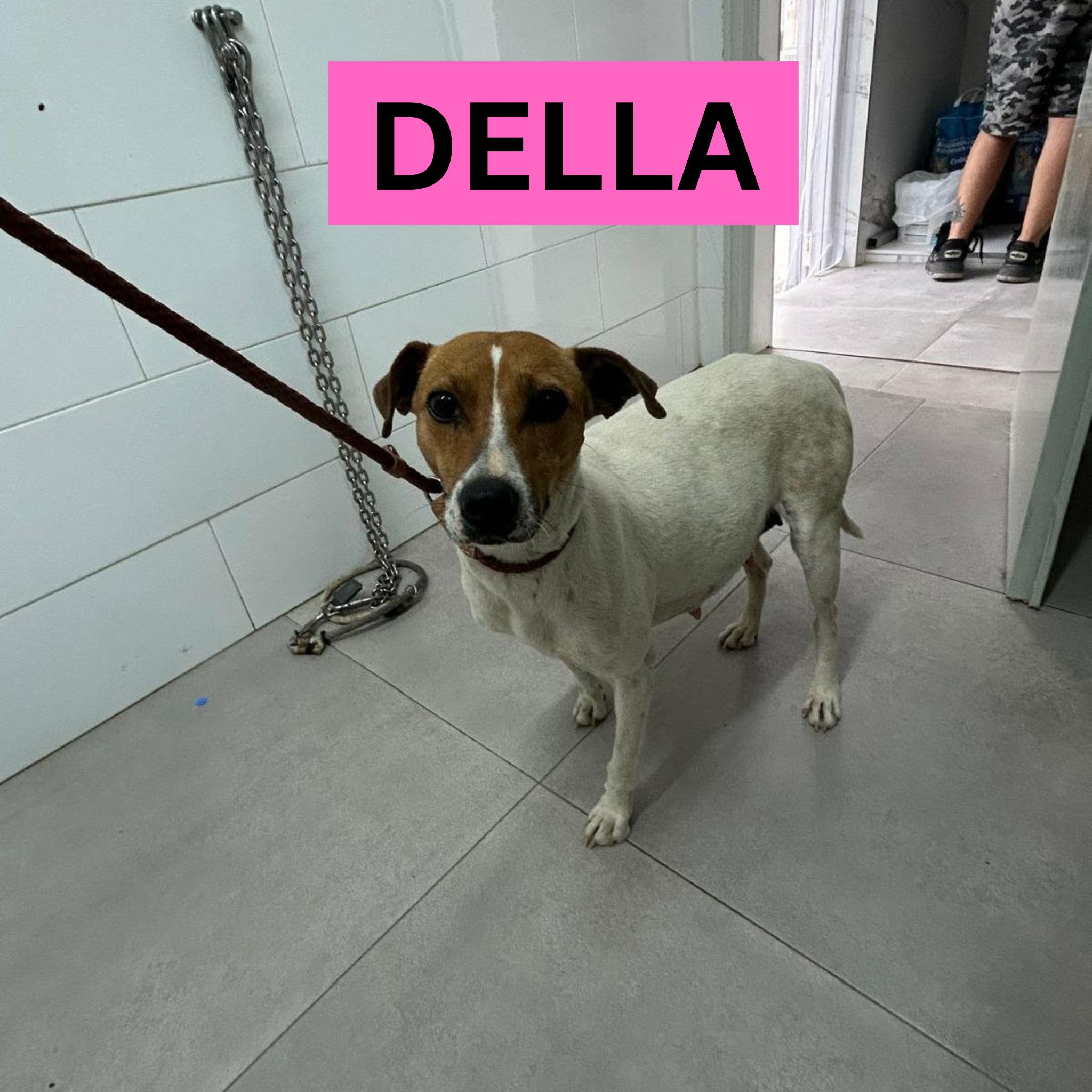 DELLA (1) PTOGILR