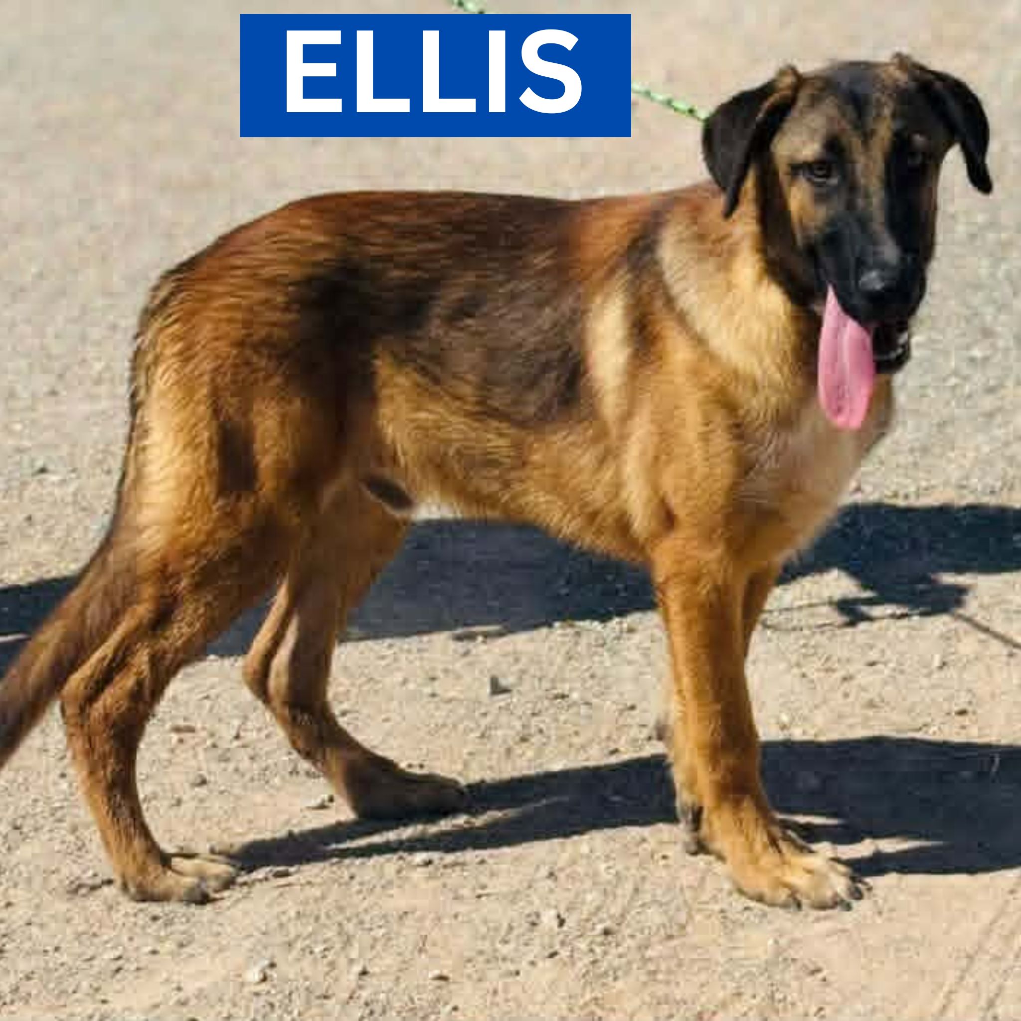 ELLIS (1) PROFILE