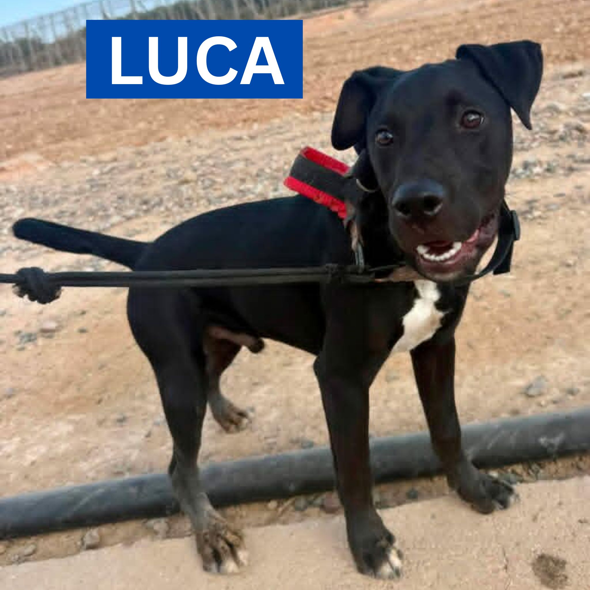 LUCA (4) NEW PROFILE