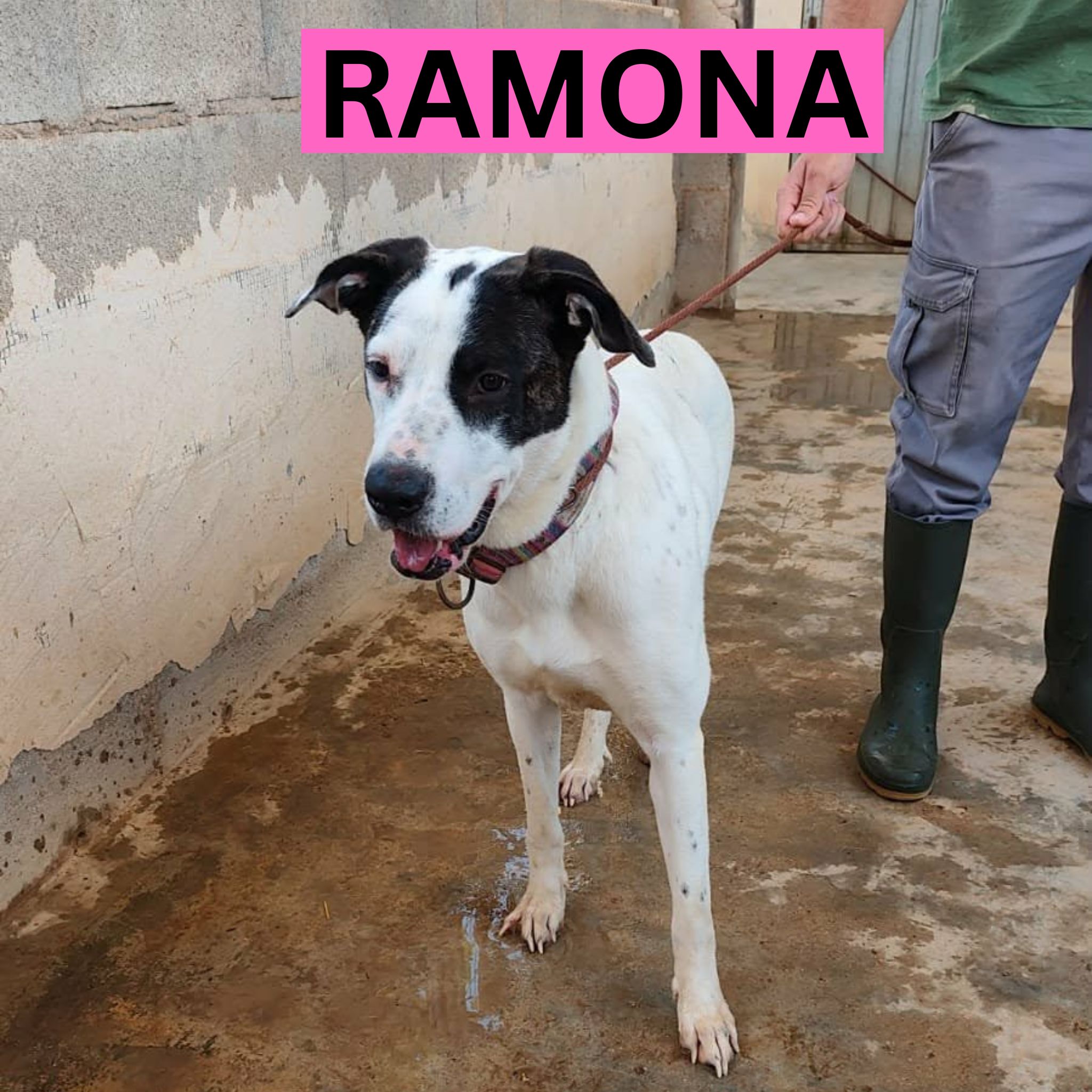 RAMONA (1) PROFILE