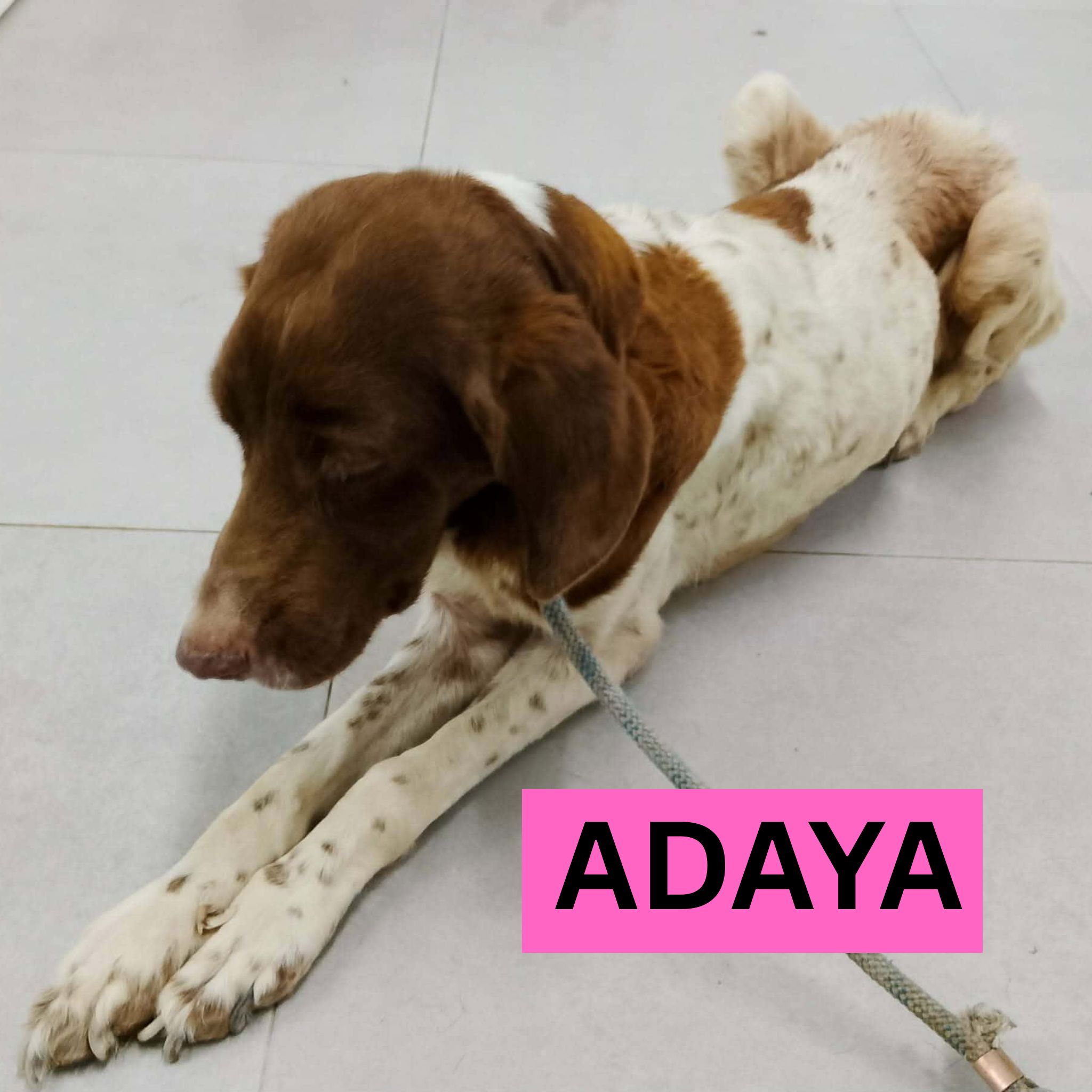 ADAYA (2) PROFILE