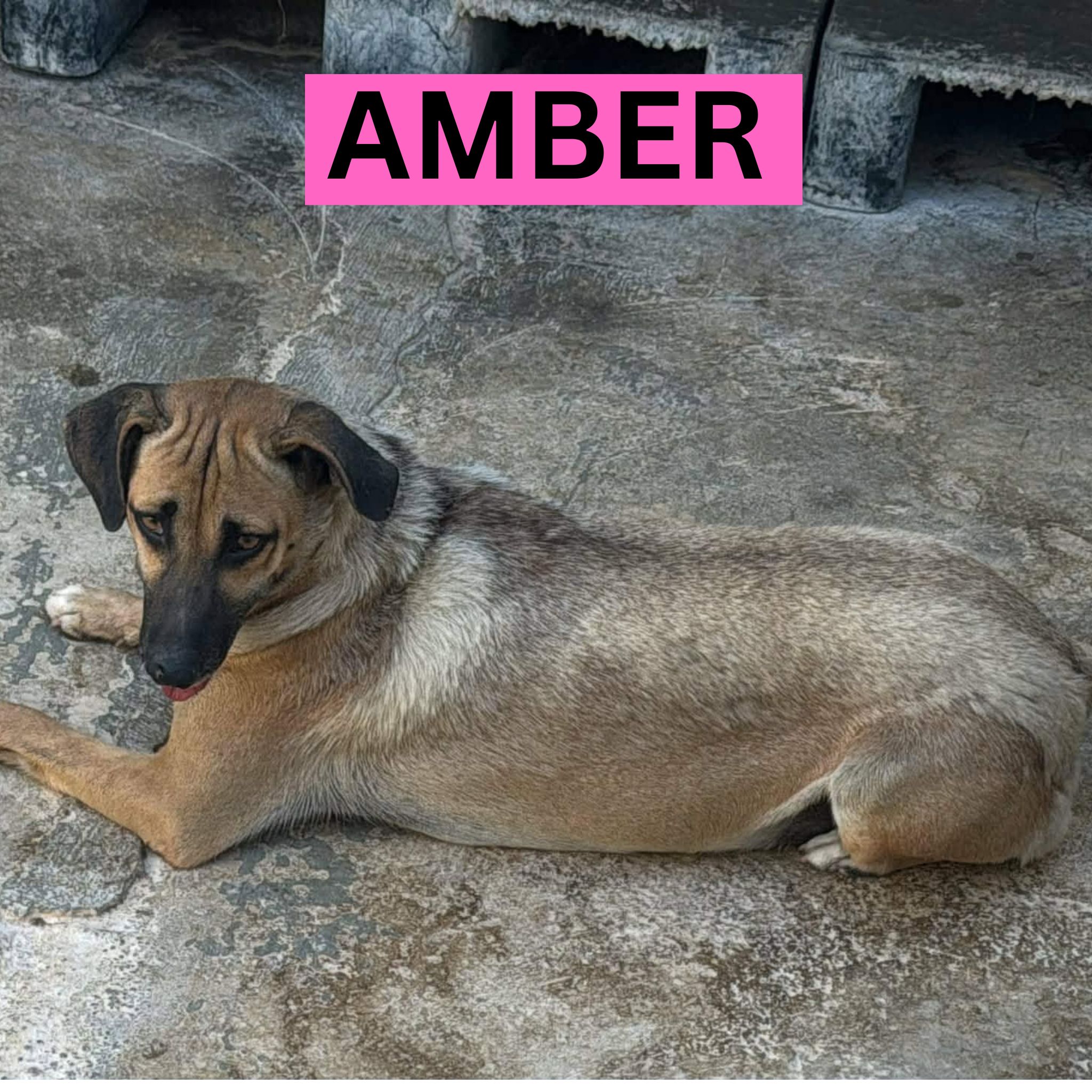 AMBER (2) PROFILE