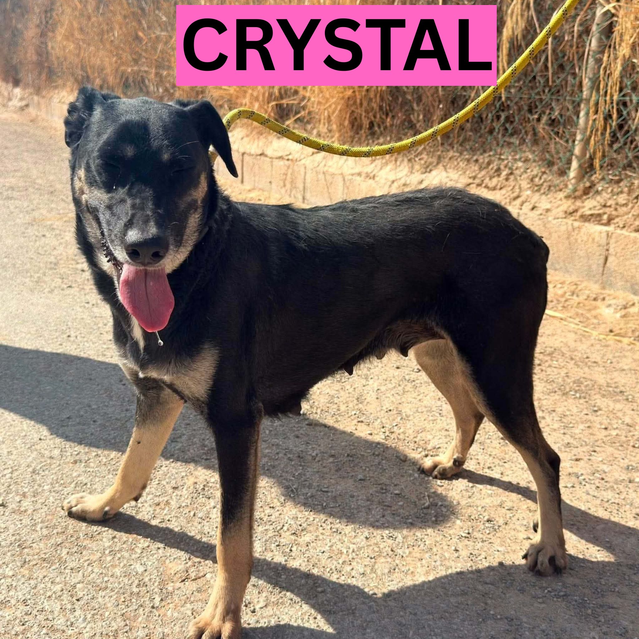 CRYSTAL (1) NEEW PROFILE
