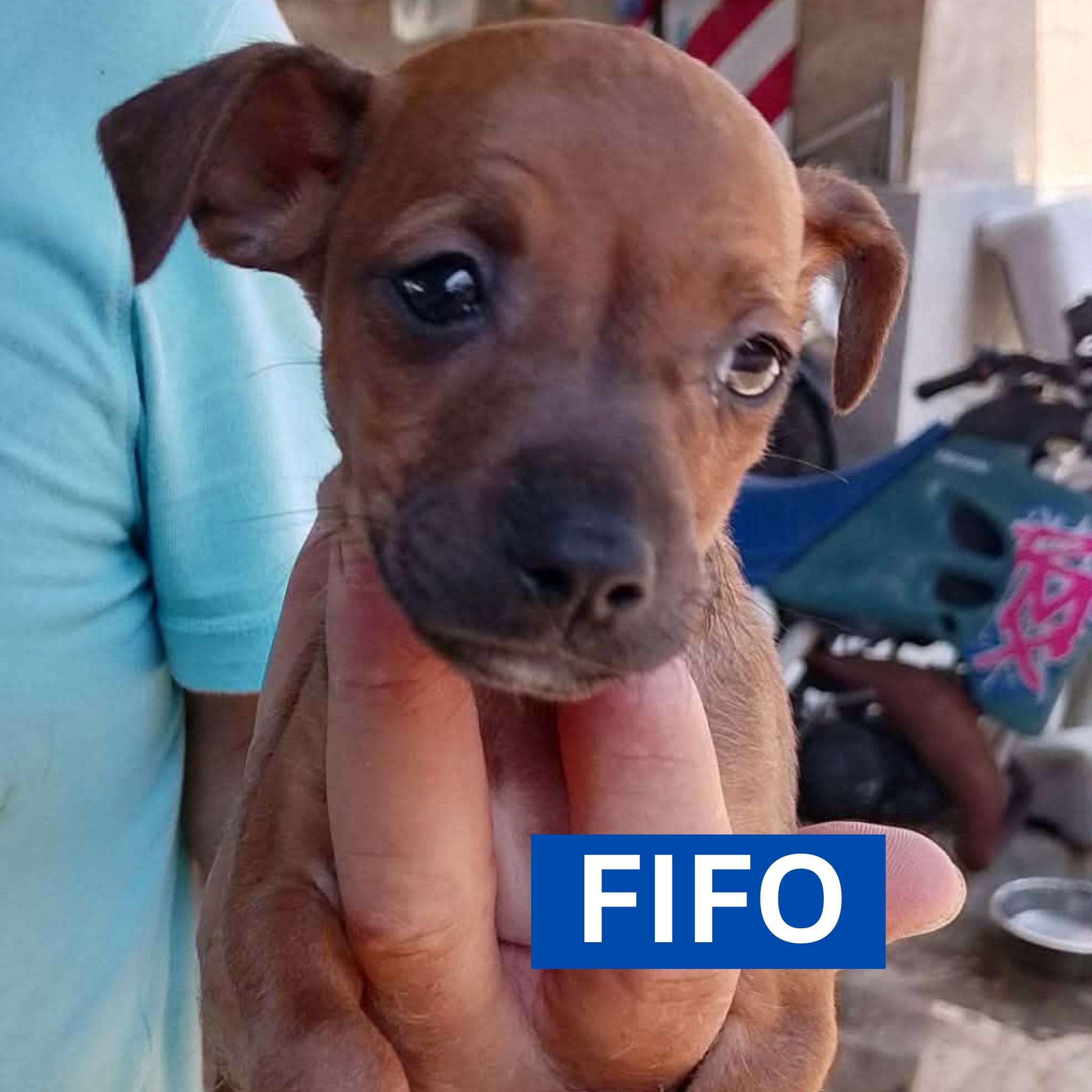 FIFO (1) PROFILE