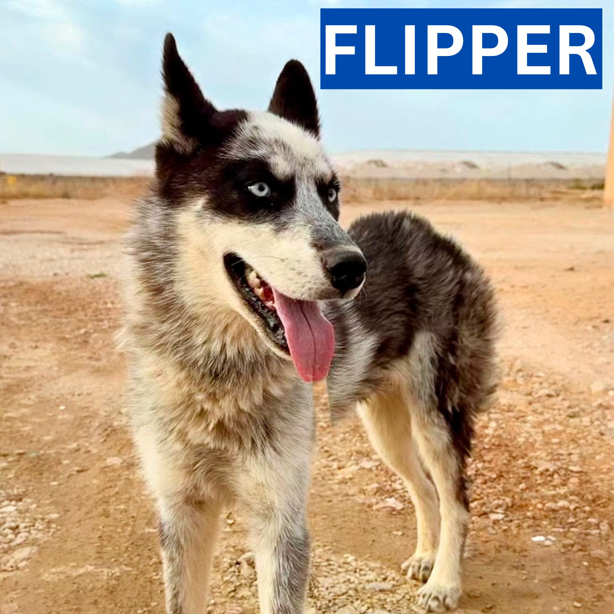 FLIPPER (3) PROFILE