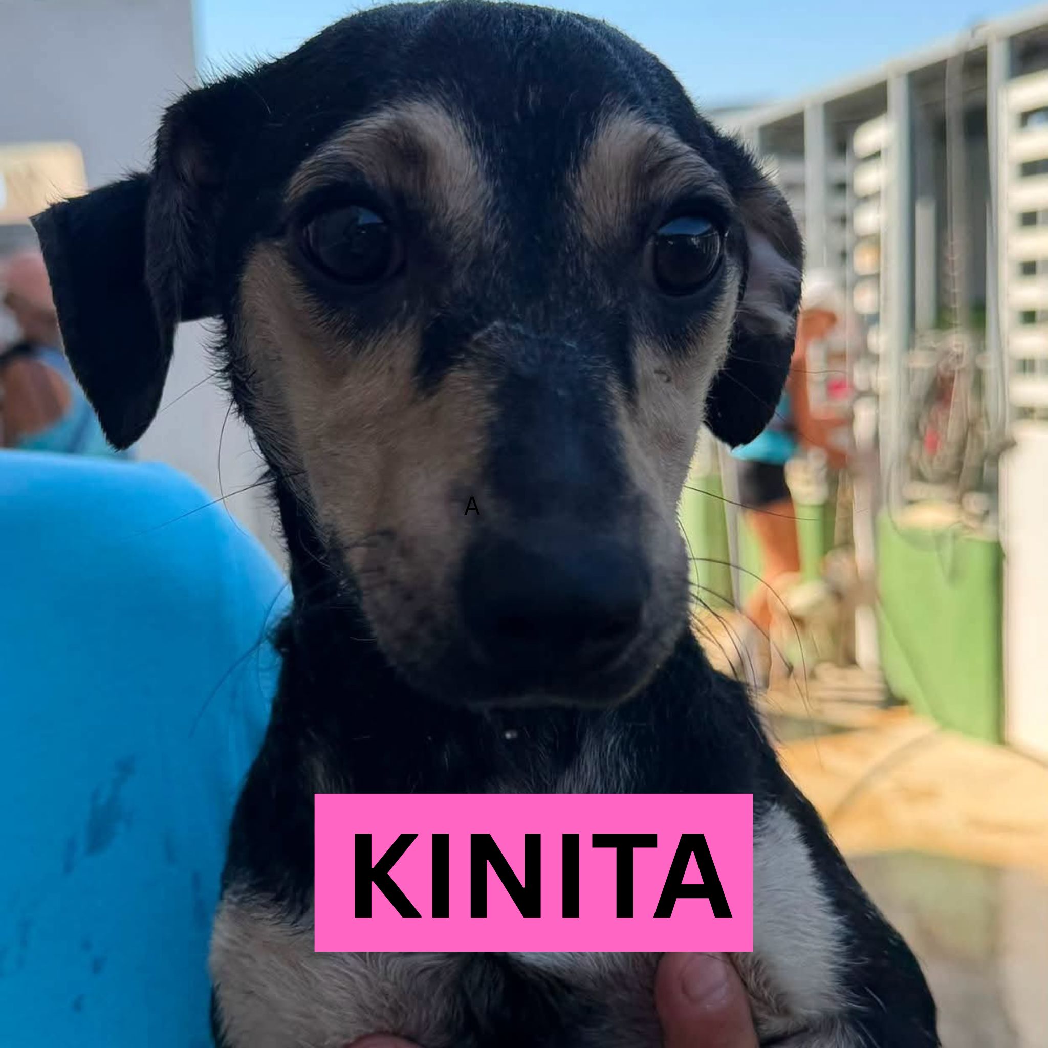 KINITA (2) PROFILE