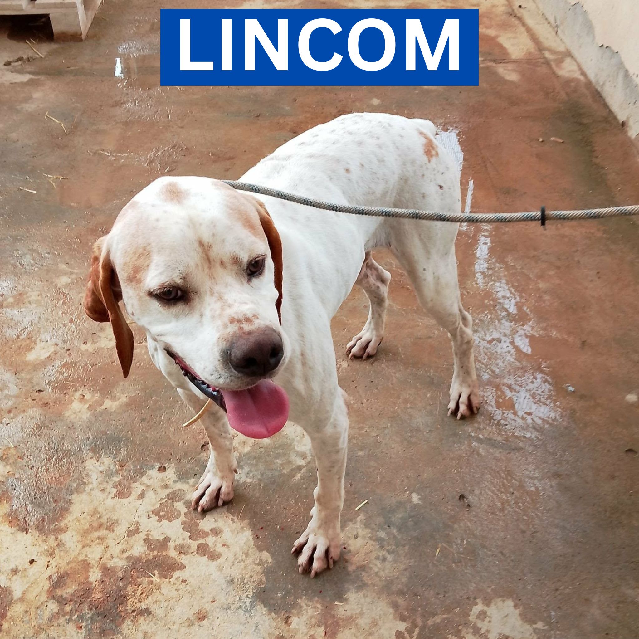 LINCOM (1) PROFILE