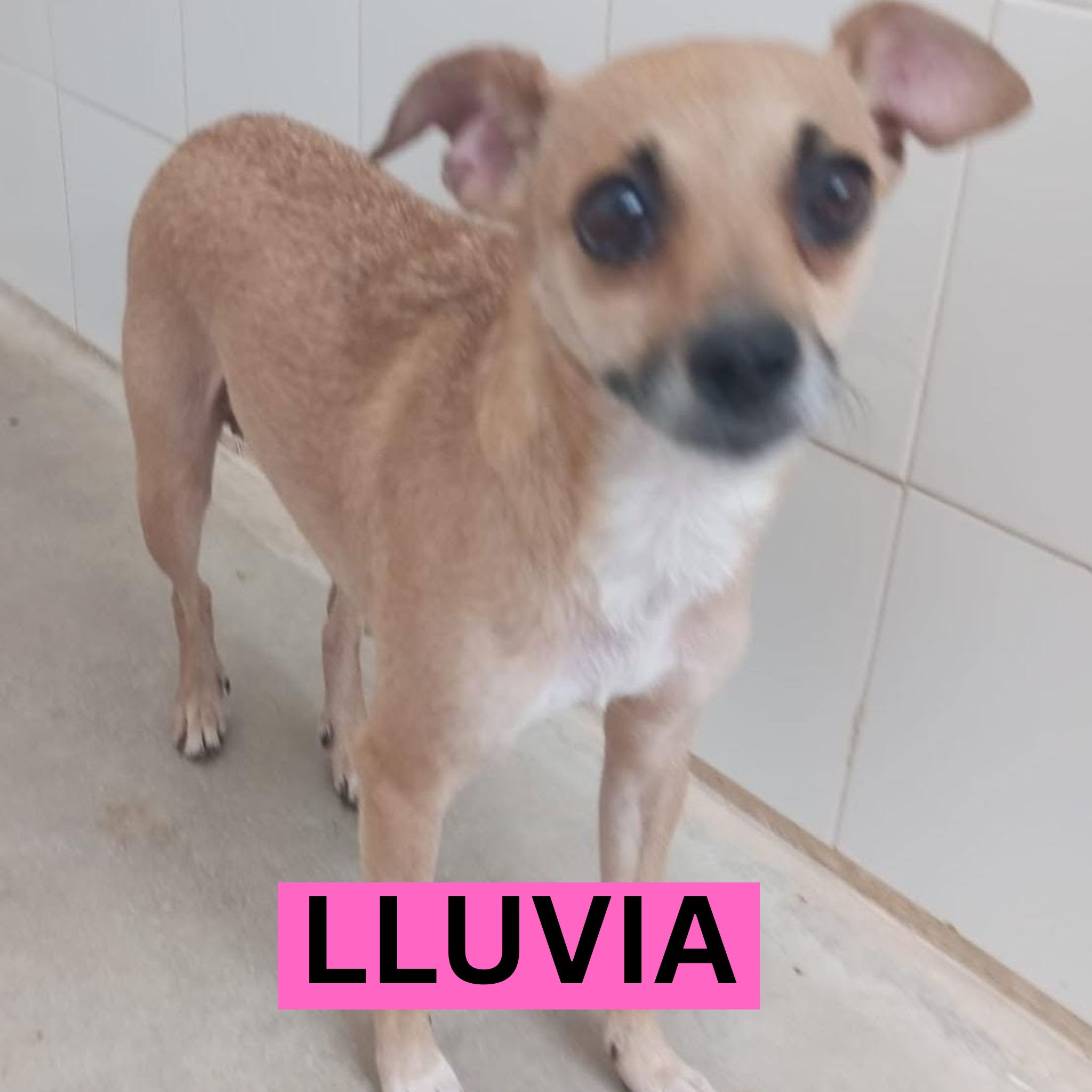 LLUVIA (1) PROFILE
