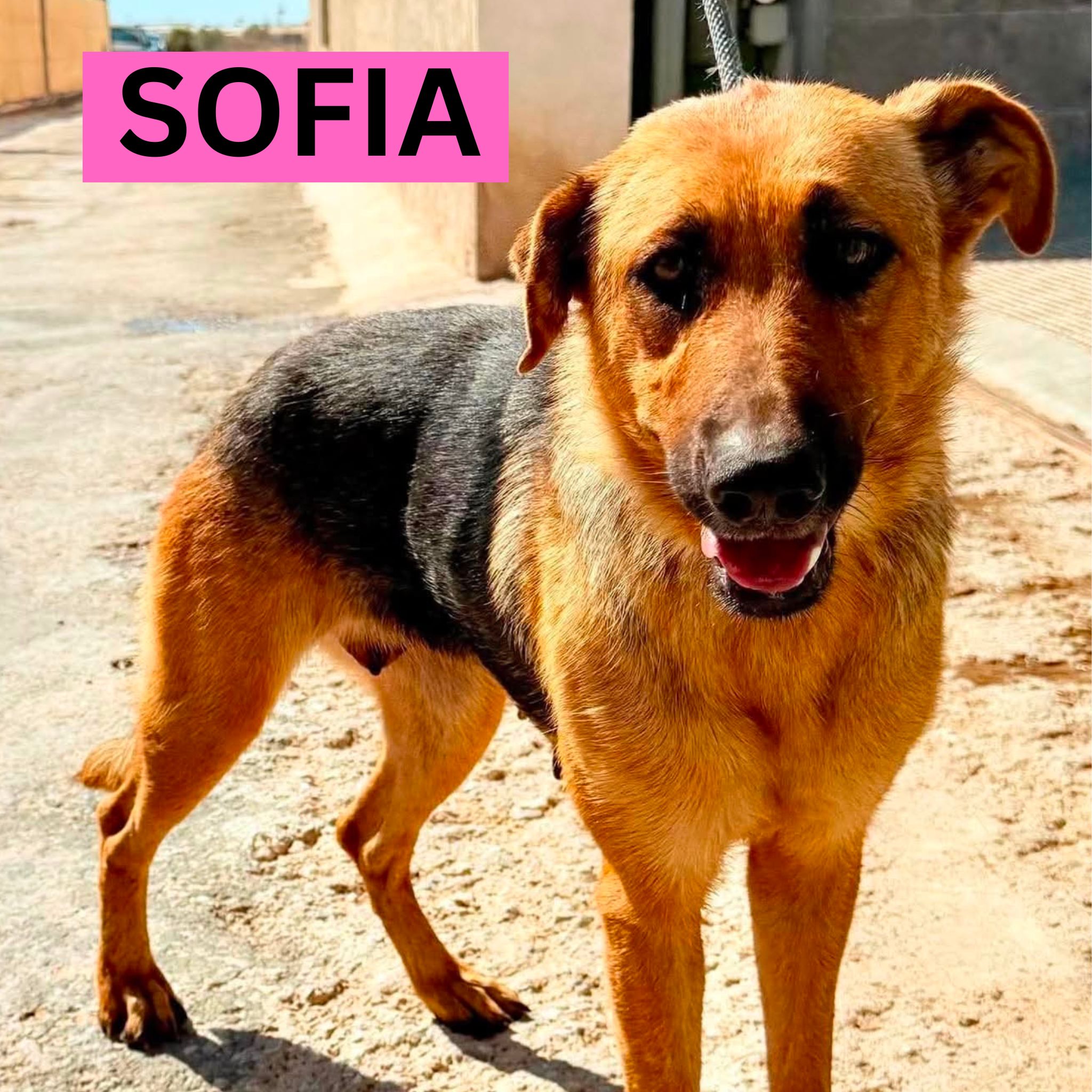 SOFIA (3) PROFILE