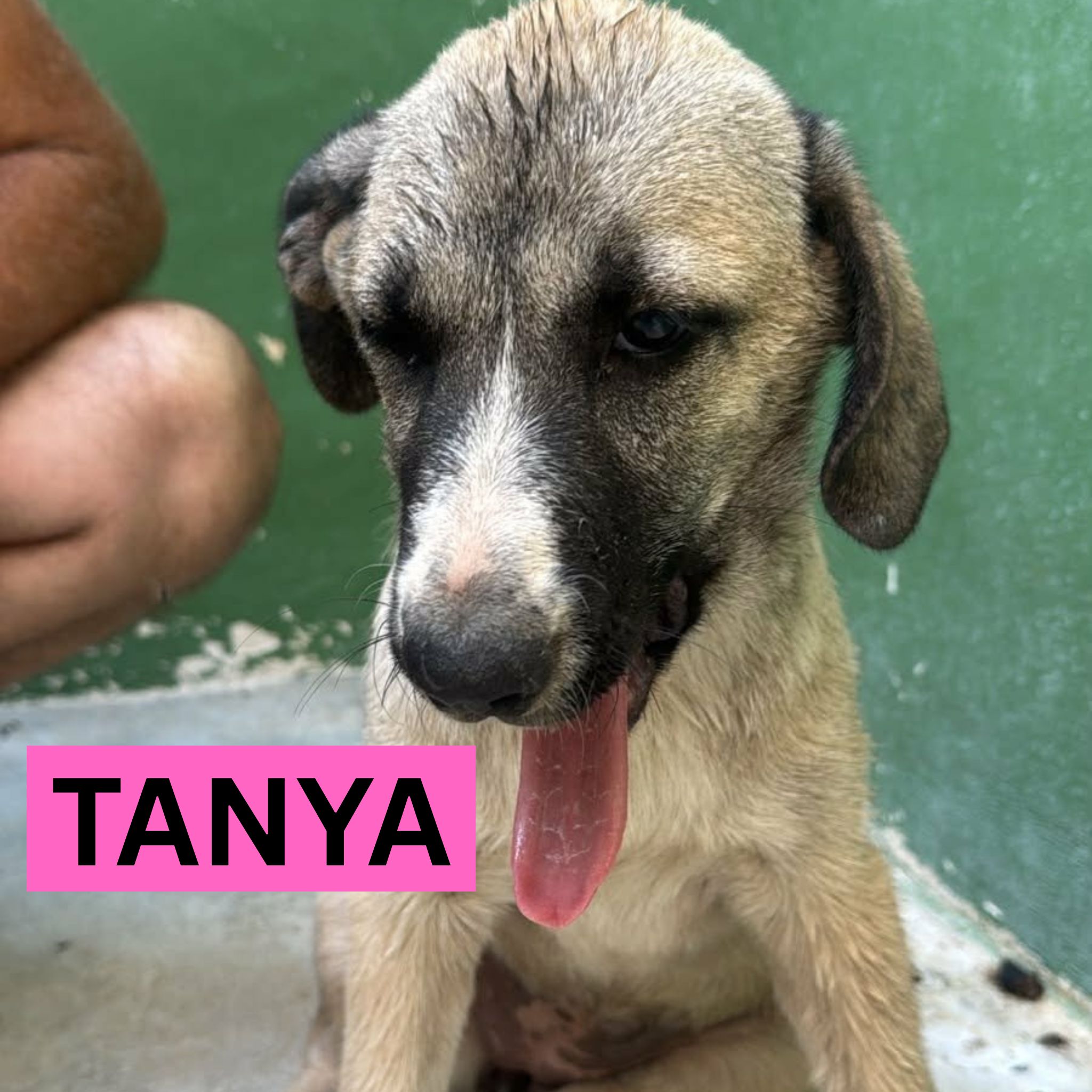 TANYA (1) PROFILE